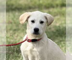 Small Great Pyrenees Mix