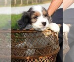 Puppy Puppy 2 Male Cavapoo