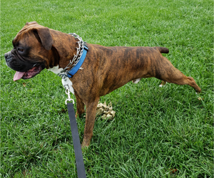 Father of the Boxer puppies born on 04/22/2025