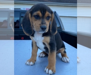 Beagle Puppy for sale in ALVATON, KY, USA