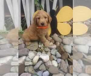 Goldendoodle Puppy for sale in FROSTPROOF, FL, USA