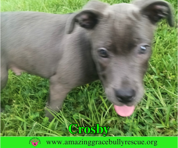 Medium Photo #5 American Pit Bull Terrier-Unknown Mix Puppy For Sale in Milton, FL, USA