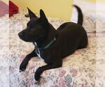 Small #2 Mutt