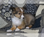 Puppy Sven Shetland Sheepdog