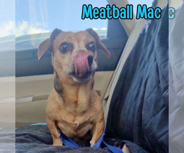 Medium Photo #8 Dachshund Puppy For Sale in San Antonio, TX, USA