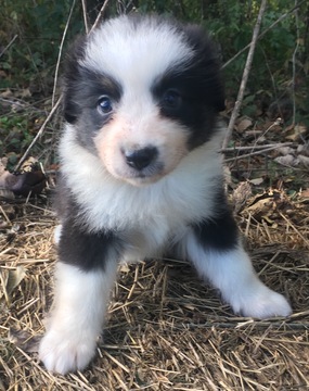 Medium Photo #1 Australian Shepherd Puppy For Sale in ARBA, IN, USA