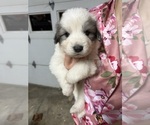 Small #8 Great Pyrenees