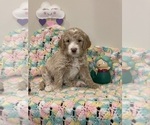Small Photo #3 Goldendoodle Puppy For Sale in ASHBURN, VA, USA