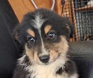 Miniature Australian Shepherd Puppy for sale in PITTSBURG, KS, USA