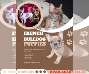 French Bulldog Puppy for sale in DALTON, GA, USA