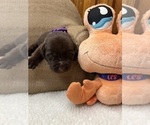 Small #12 Labrador Retriever