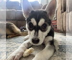 Small #17 Siberian Husky Mix