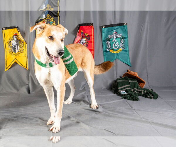 Medium Photo #2 Labrador Retriever-Unknown Mix Puppy For Sale in Rowlett, TX, USA