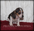 Small Photo #17 Beagle Puppy For Sale in COPPOCK, IA, USA