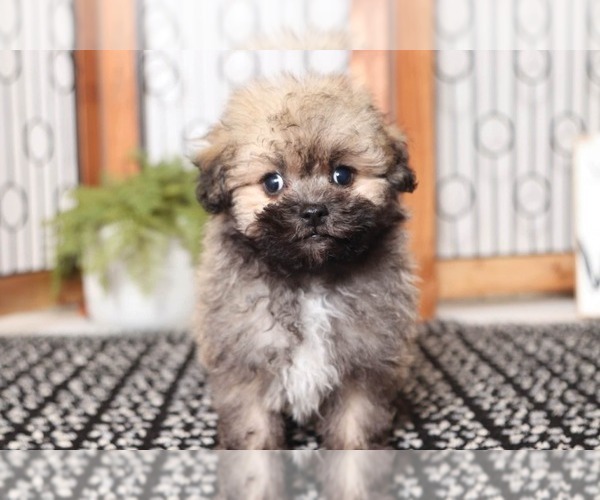 Medium Photo #2 Havanese Puppy For Sale in NAPLES, FL, USA