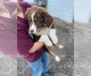 Australian Shepherd Puppy for sale in LISBON, OH, USA