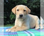 Small Photo #3 Labrador Retriever Puppy For Sale in GREENCASTLE, PA, USA