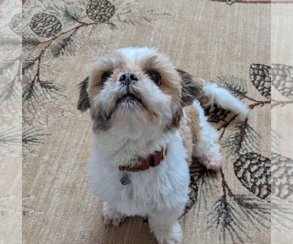 Medium Photo #3 Shih Tzu-Unknown Mix Puppy For Sale in Rochester, NY, USA