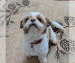 Small #2 Shih Tzu Mix