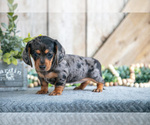 Small #2 Dachshund