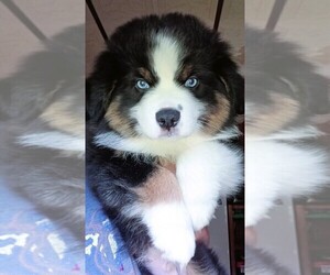 Miniature Australian Shepherd Puppy for sale in BLACKSBURG, SC, USA