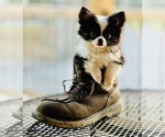 Small Photo #1 Chihuahua Puppy For Sale in AIKEN, SC, USA