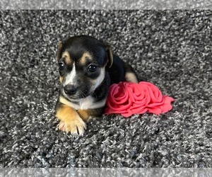 Mutt Dogs for adoption in Grafton, WI, USA