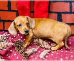 Small Photo #24 Dachshund Puppy For Sale in WAKARUSA, IN, USA