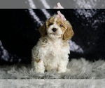 Image preview for Ad Listing. Nickname: Cassie F1BB
