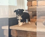 Small #1 Miniature Australian Shepherd
