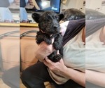 Small #1 Scottish Terrier