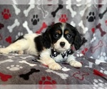 Small #3 Cavalier King Charles Spaniel