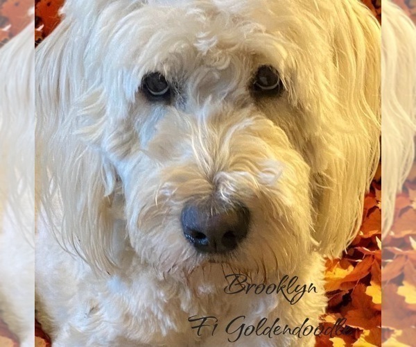 Medium Photo #1 Golden Mountain Doodle  Puppy For Sale in SAINT CLOUD, MN, USA