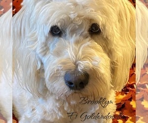 Mother of the Golden Mountain Doodle  puppies born on 12/07/2024