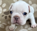 Small Photo #2 French Bulldog Puppy For Sale in MONROE, GA, USA
