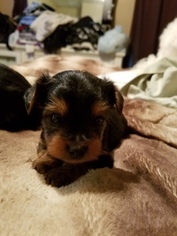 Yorkshire Terrier Puppy for sale in CHARLES TOWN, WV, USA