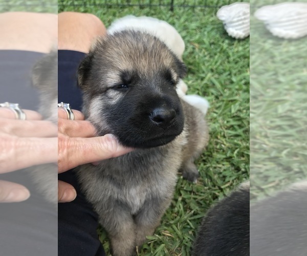 Medium Photo #19 German Shepherd Dog Puppy For Sale in ROSHARON, TX, USA