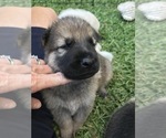 Small Photo #19 German Shepherd Dog Puppy For Sale in ROSHARON, TX, USA