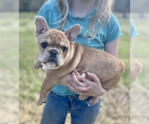 French Bulldog Puppy for sale in COLTON, OR, USA