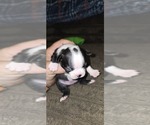 Small #3 Boston Terrier