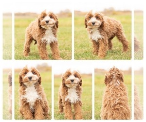 Cavapoo Puppy for sale in MENTONE, IN, USA