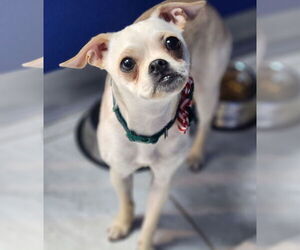 Chug Dogs for adoption in Walnutport, PA, USA