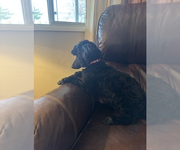 Medium Photo #4 Poodle (Miniature) Puppy For Sale in DEARY, ID, USA