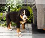 Puppy Marley Bernese Mountain Dog