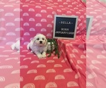 Small #1 Bichon Frise