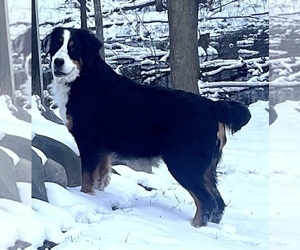 Mother of the Bernese Mountain Dog puppies born on 02/06/2023