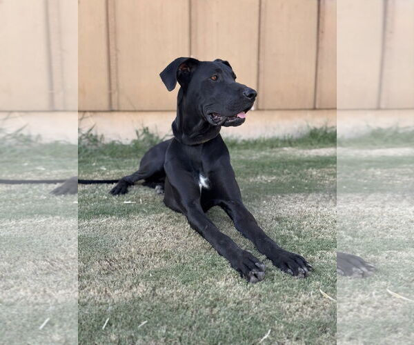 Medium Photo #4 Great Dane Puppy For Sale in PIPE CREEK, TX, USA