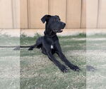 Small #3 Great Dane