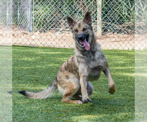 Medium Photo #3 Mutt Puppy For Sale in Hilton Head, SC, USA