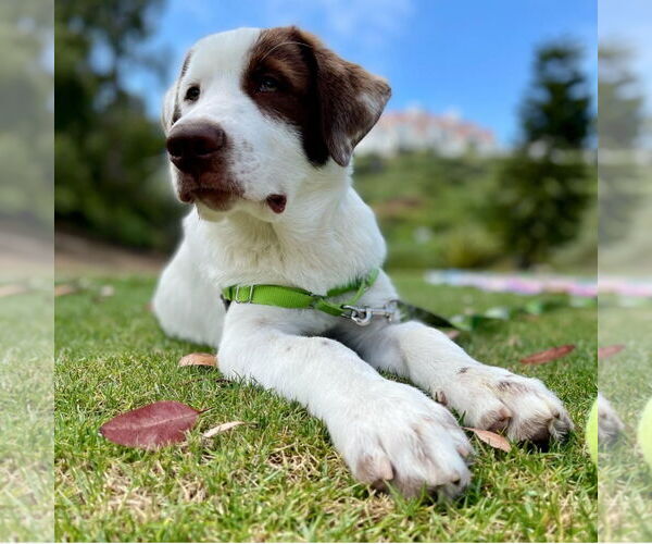 Medium Photo #7 Great Pyrenees-Unknown Mix Puppy For Sale in Corona, CA, USA